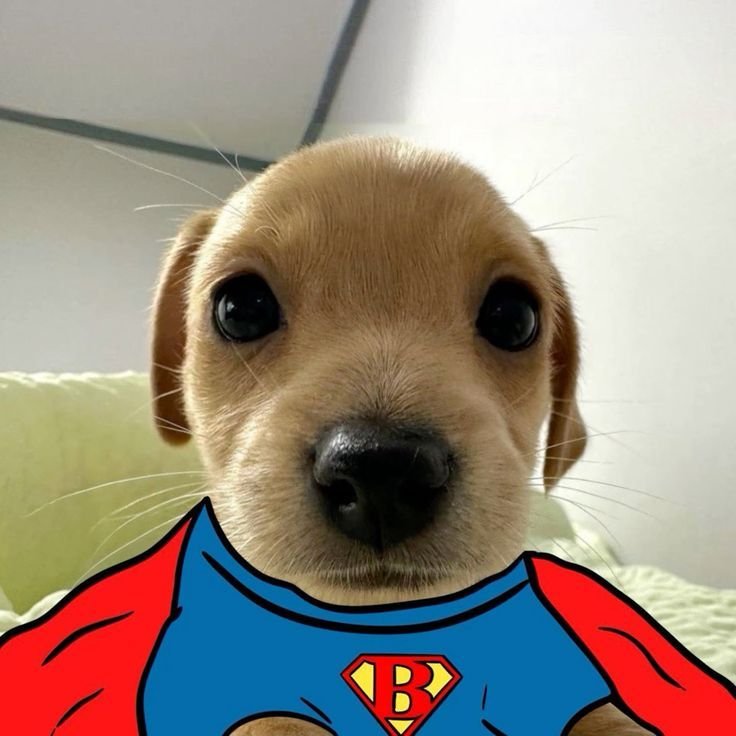 Dog PFP Cartoon