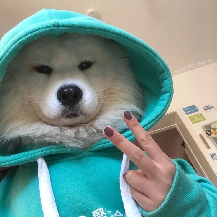 Dog PFP Pinterest