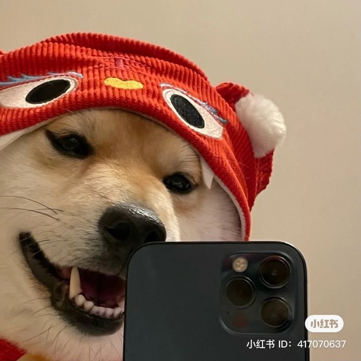Dog PFP Pinterest