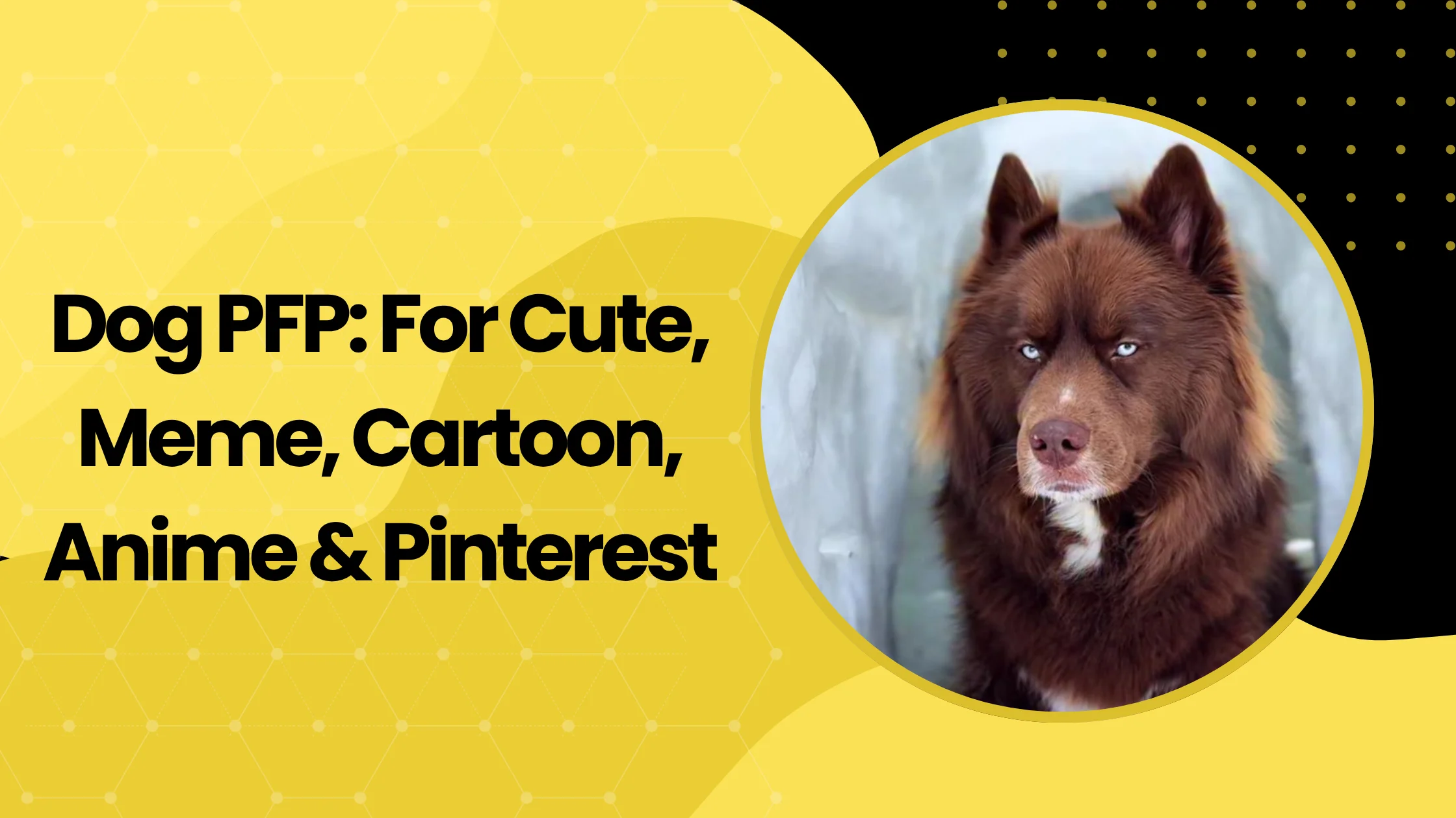 Dog PFP