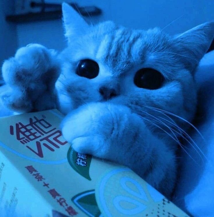 Blue Cat PFP
