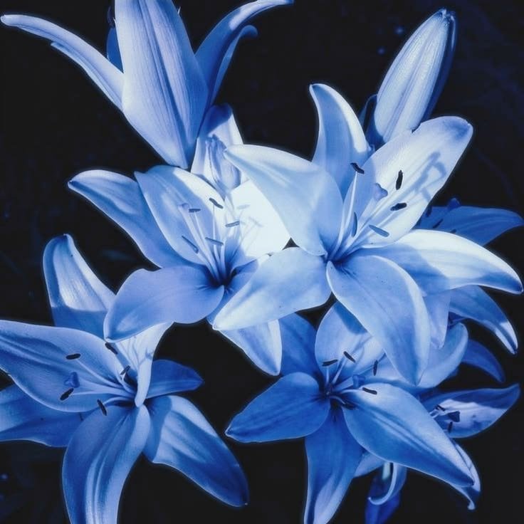 Aesthetic Blue Flower PFP