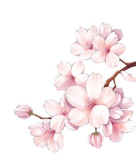 Aesthetic Flower Drawing