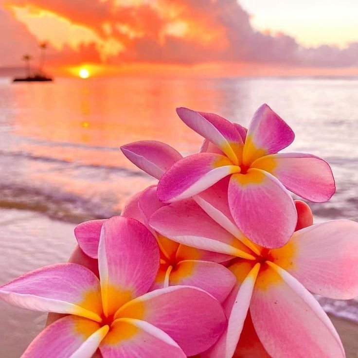 Aesthetic Flower PFP For Discord