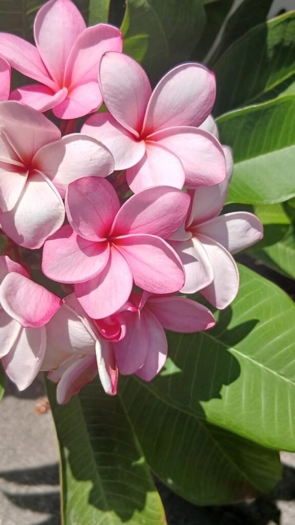 Aesthetic Flower Pictures For Instagram
