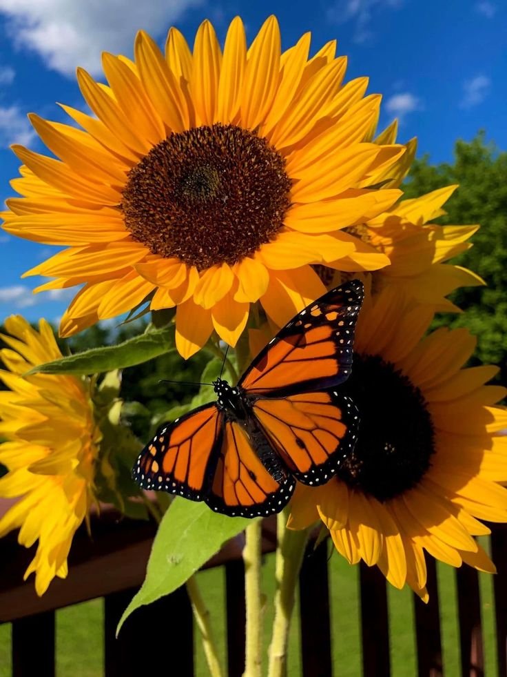 Aesthetic Sunflower PFP