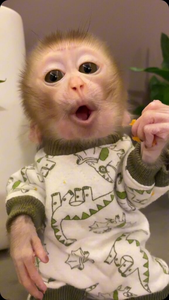 Baby Monkey PFP