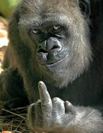Cool Monkey PFP