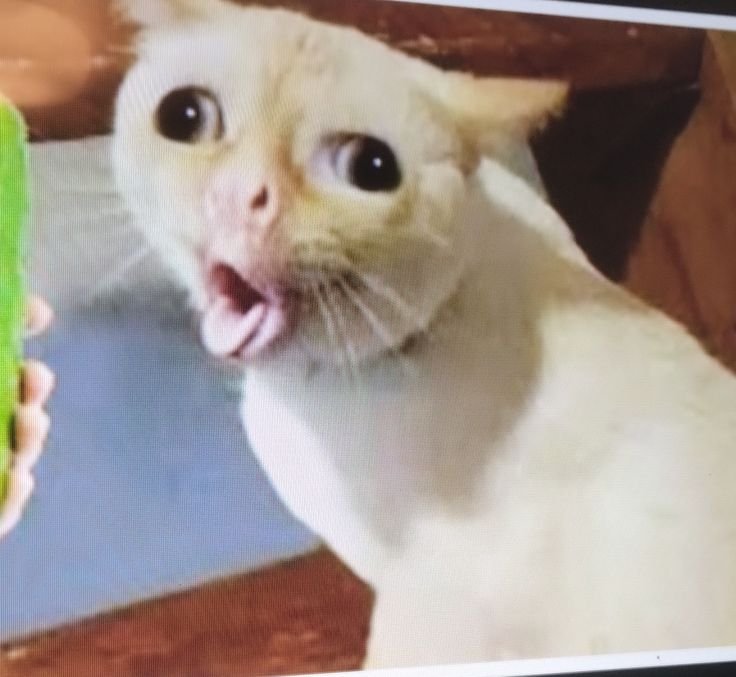 Coughing Cat Meme PFP Funny