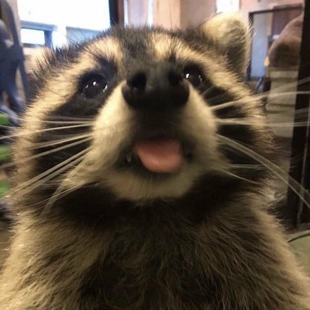 Cute Aesthetic Raccoon PFP