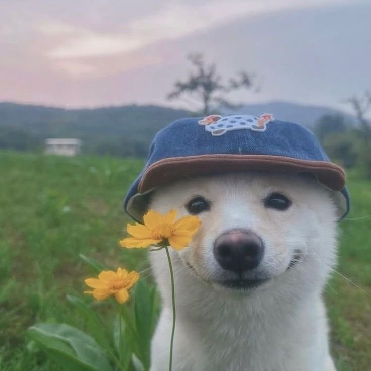 Cute Silly PFP