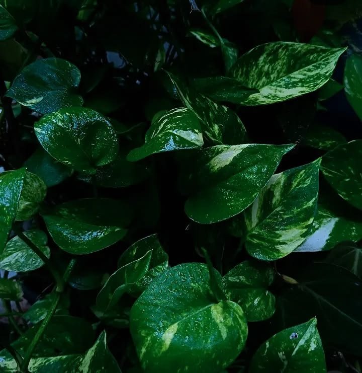 Green Leaf PFP