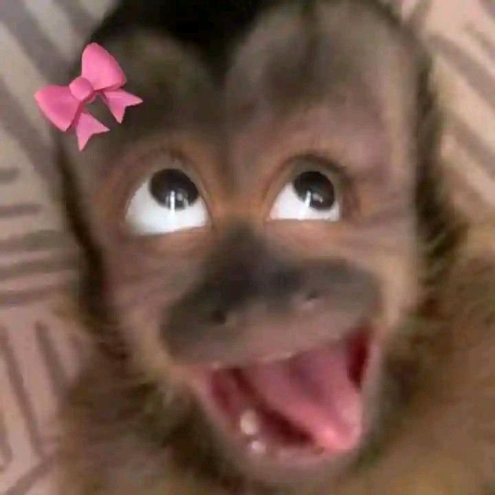 Monkey PFP Aesthetic