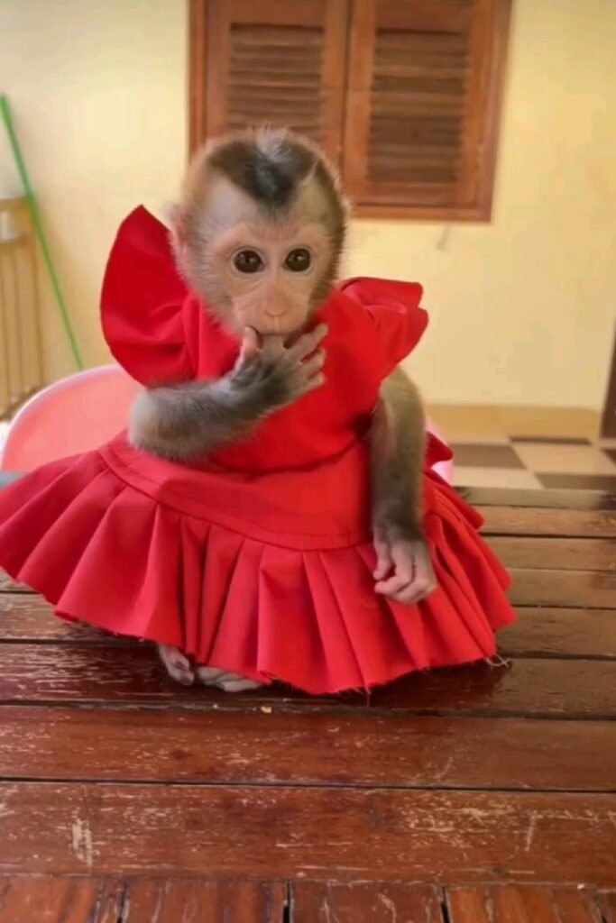 Monkey PFP Animated