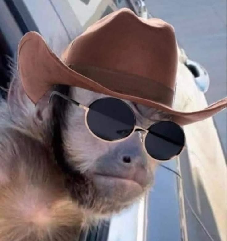 Monkey PFP For Instagram