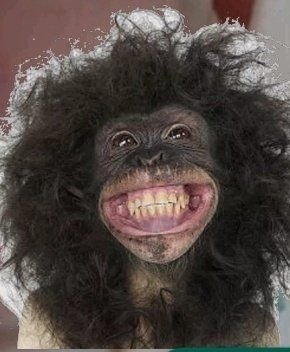 Monkey PFP Funny