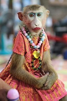 Monkey PFP Girl