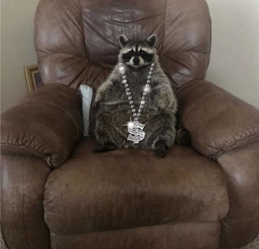 Raccoon PFP For Discord