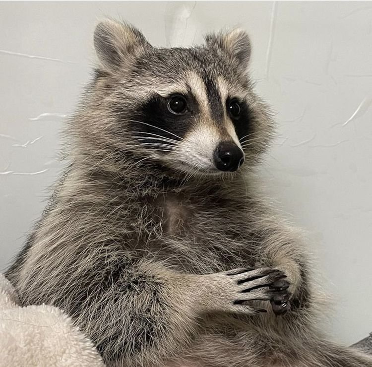 Raccoon PFP For Discord
