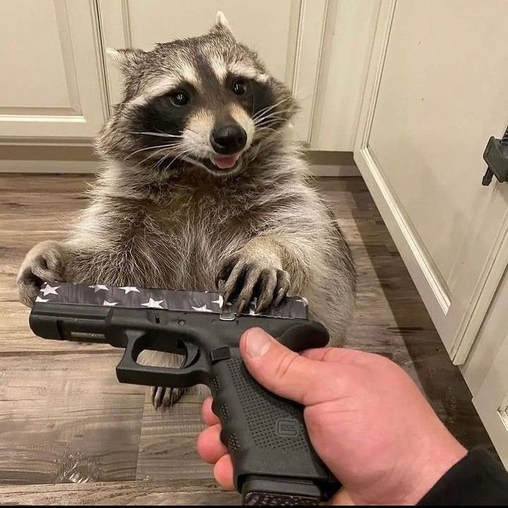 Raccoon PFP Funny