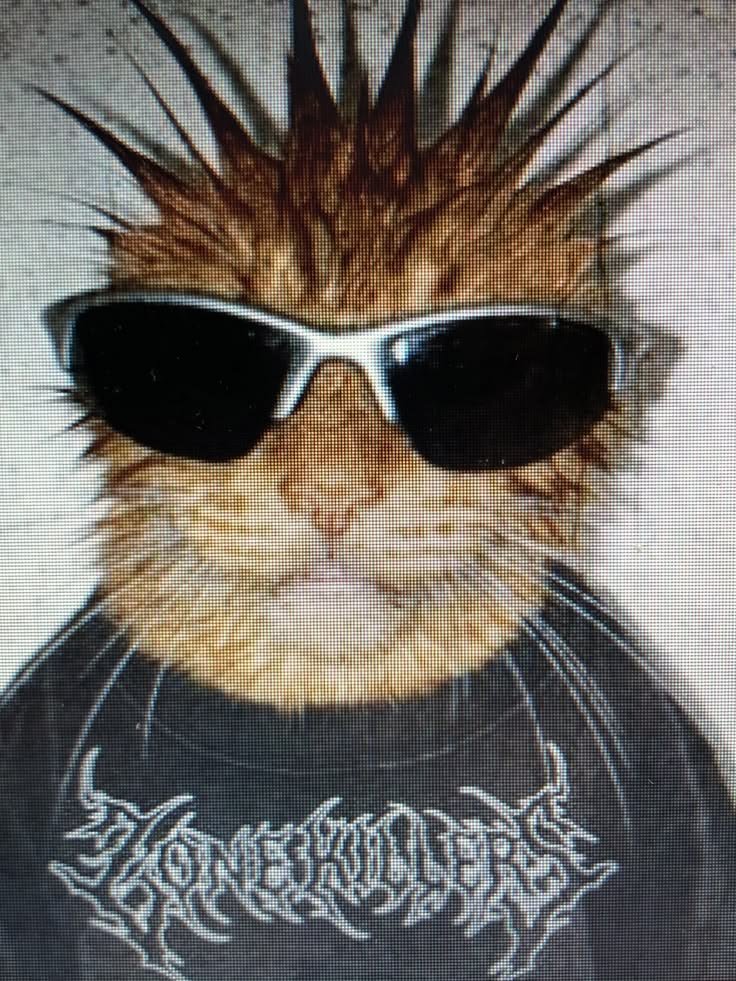 Silly PFP Cat