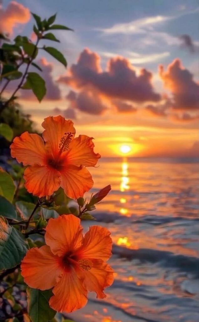 Summer Sunset PFP