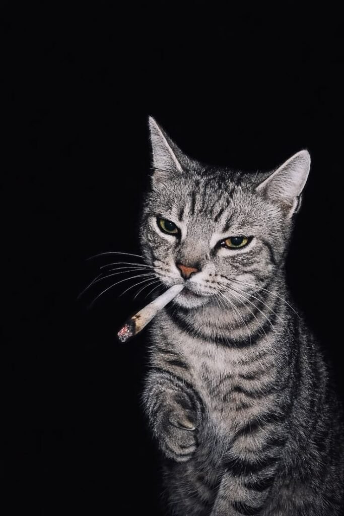 Cat Smoking PFP